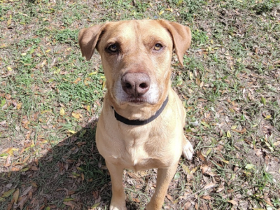 Shelter dog of the week: Duke